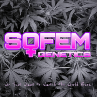 SoFem ~ Greasy Peasy 