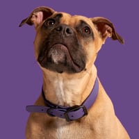 Image 1 of Collier en Biothane Violet