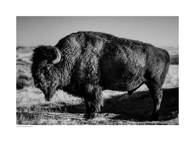 American Bison, Bear Butte, South Dakota