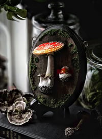 Image 1 of Amanita Emergent 