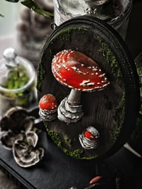 Image 2 of X-Large Muscaria Cycle II