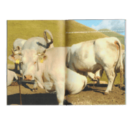 Image 5 of "MUUCCHE" FANZINE- la vera essenza del male