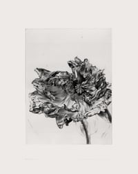 Image 1 of Pavot