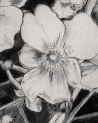 Image 2 of Japanese anemones