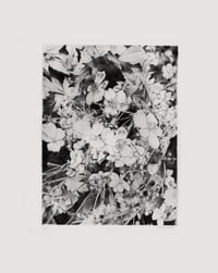 Image 1 of Japanese anemones