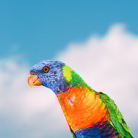 Rainbow Lorikeet Heart - LARGE UNFRAMED PRINTS