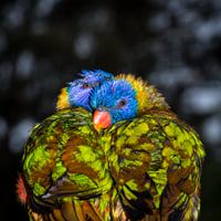 Rainbow Lorikeet snuggle #1