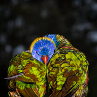 Rainbow Lorikeet snuggle #2
