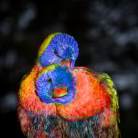 Rainbow Lorikeet snuggle #3 - LARGE UNFRAMED PRINTS