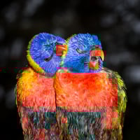 Rainbow Lorikeet snuggle #4