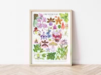 Image 4 of Orchid Family Poster