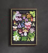 Image 3 of Orchid Family Poster