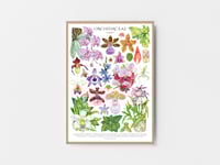 Image 5 of Orchid Family Poster