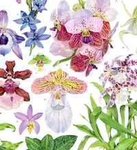 Image 8 of Orchid Family Poster