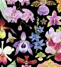 Image 9 of Orchid Family Poster