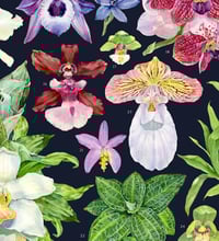 Image 10 of Orchid Family Poster