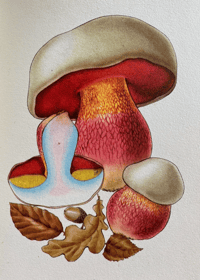 Image 3 of Vintage King Penguin book Poisonous Fungi