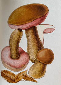 Image 4 of Vintage King Penguin book Poisonous Fungi