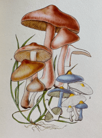 Image 5 of Vintage King Penguin book Poisonous Fungi