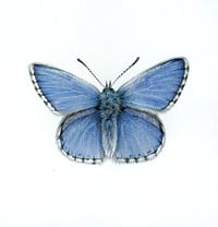 'Adonis Blue' Original Drawing