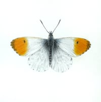 'Orange-tip' Original Drawing