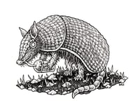 Armadillo 8"x10" Print