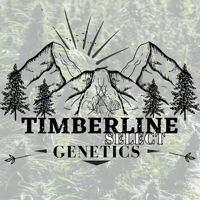 Image 2 of Timberline Select ~ Sticky Panties