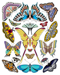 Butterfly Poster