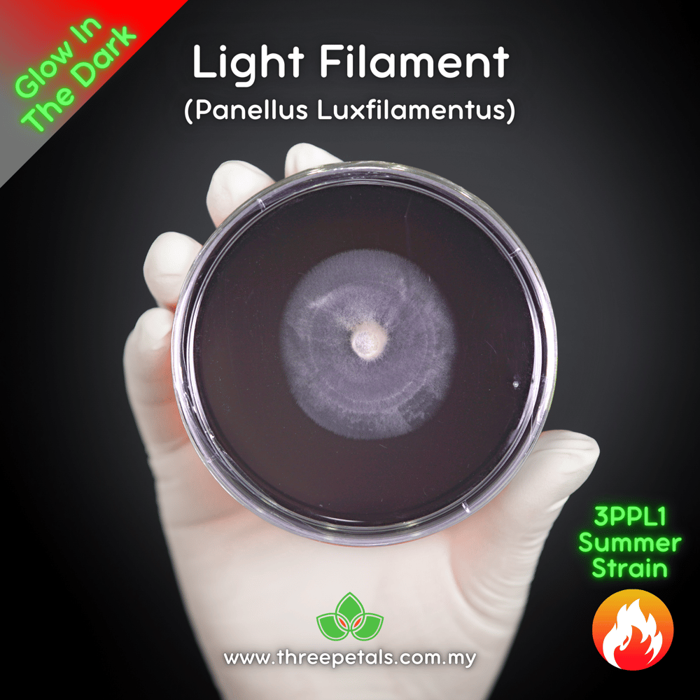 Light Filament (Panellus Luxfilamentus) Live Mycelium Mushroom Culture Spawn Seed