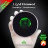 Light Filament (Panellus Luxfilamentus) Live Mycelium Mushroom Culture Spawn Seed