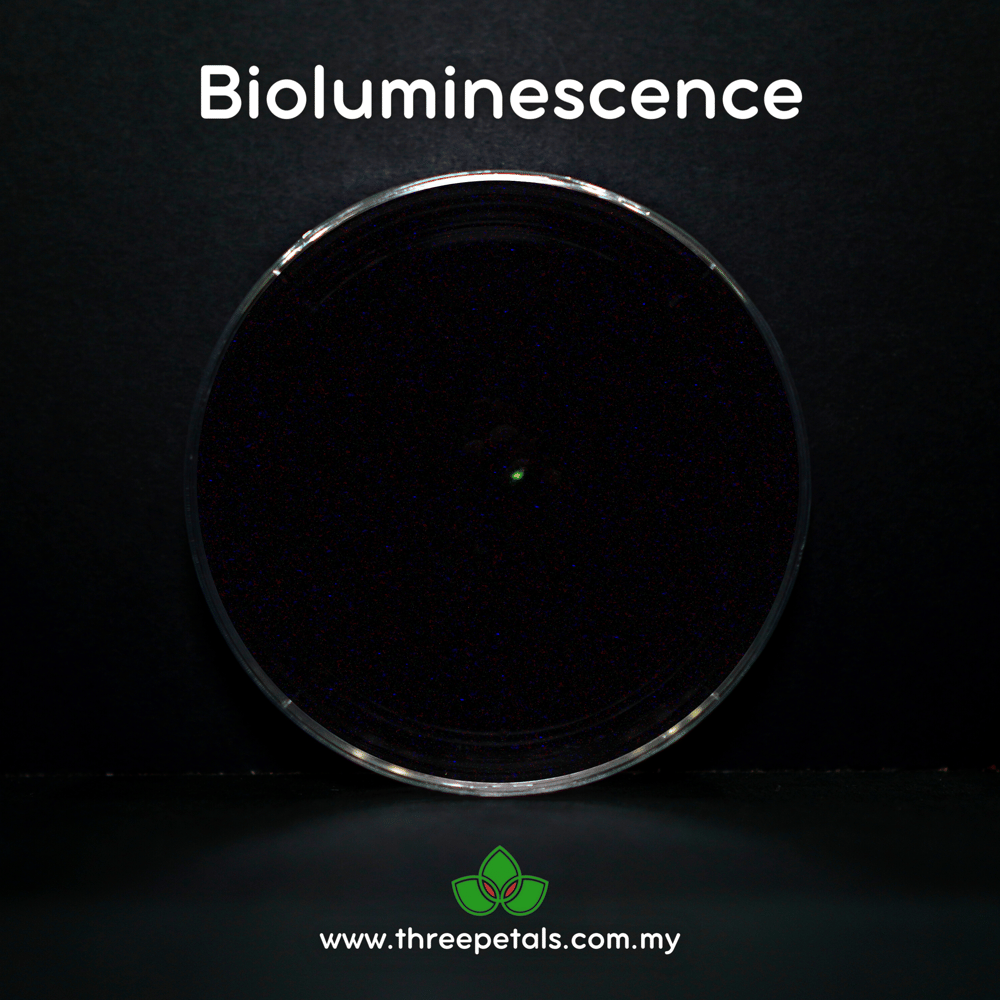 Light Filament (Panellus Luxfilamentus) Live Mycelium Mushroom Culture Spawn Seed