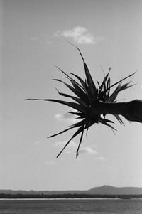 Pandanas Palm detail 