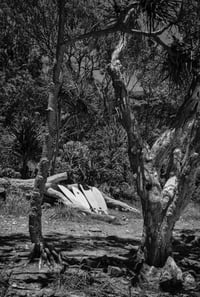 Surf Boards and Tea Trees 