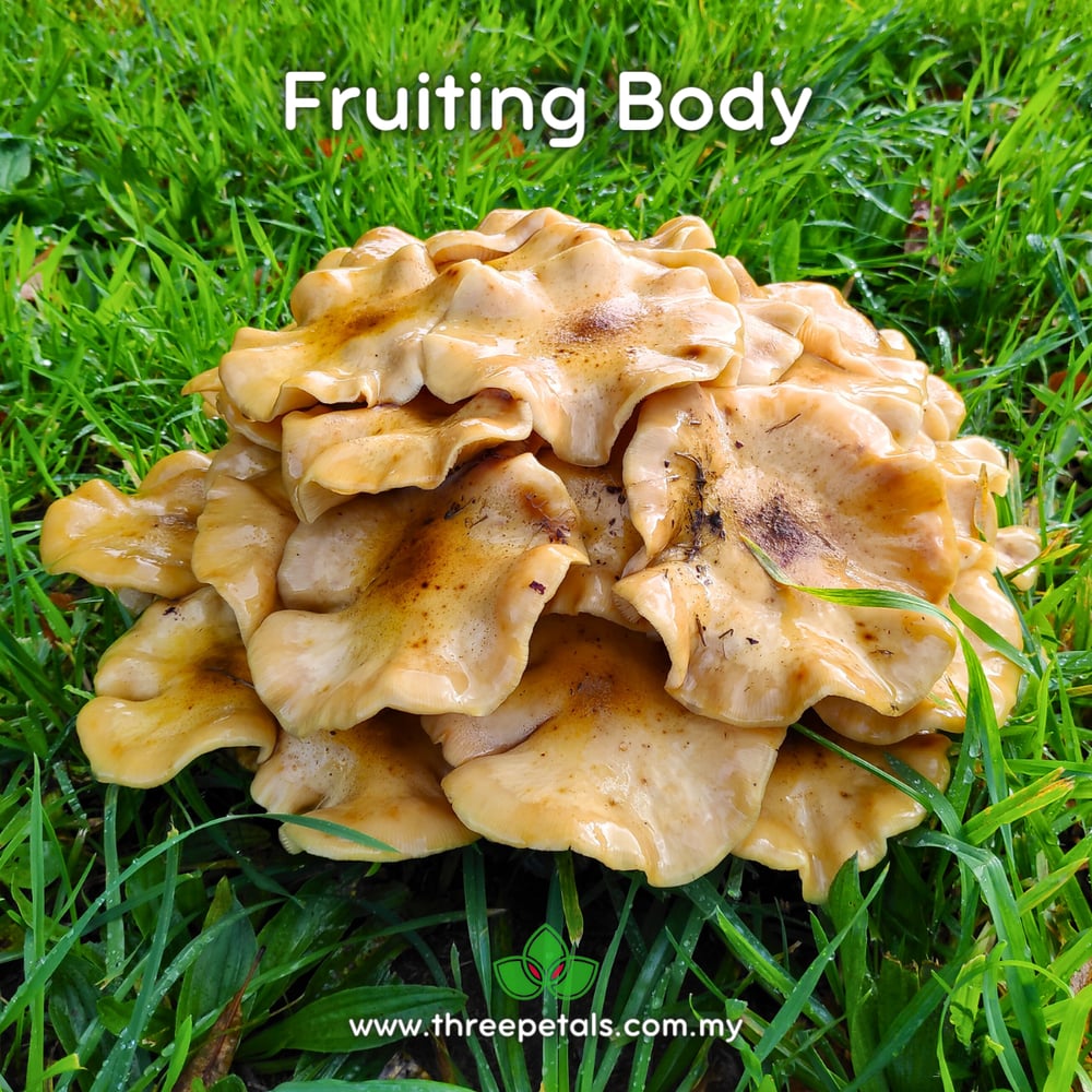 Honey Mushroom (Armillaria Nabsnona) Live Mycelium Mushroom Culture Spawn Seed