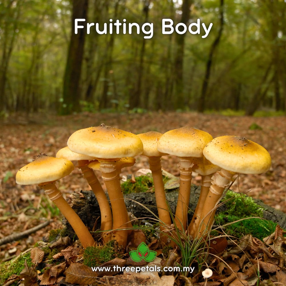 Honey Mushroom (Armillaria Mellea) Live Mycelium Mushroom Culture Spawn Seed