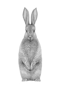 Image 1 of Rabbit