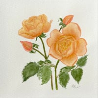 Image 4 of Jude the Obscure Rose- original artwork