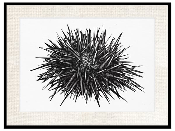 Image of Osmeivy Ortega | SEA URCHIN 