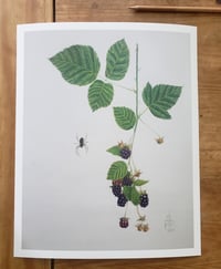 Blackberry Spider | Fine Art Print