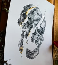 Image 1 of -Skull Cut-