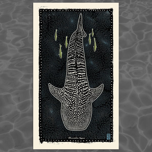 Image of Rhincodon typus (Whale Shark)