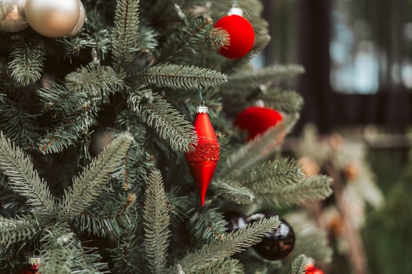 Image of Christmas at the Greenhouse-Photographers