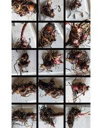 10 Orange Canna Lily Rhizomes (1-2 eyes)