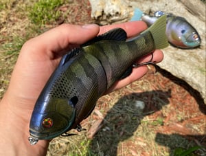 Image of 8” Presence Gill (Big Brute)