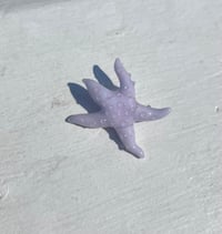 lavender star fish