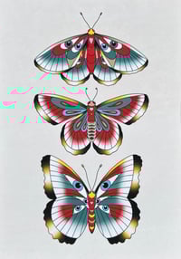 Butterfleyes 