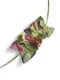Image of "Bow flower" (flowers)