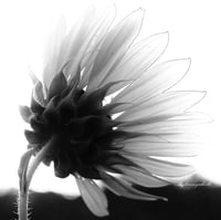 Image 5 of Sunflower 
