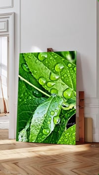 Image 1 of Rainy Leaf