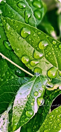 Image 3 of Rainy Leaf